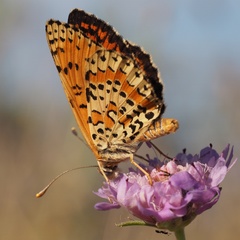 Melitaea didyma