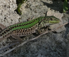 Podarcis siculus