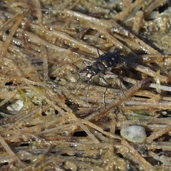 Calomera littoralis nemoralis