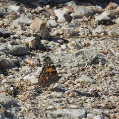 Vanessa cardui