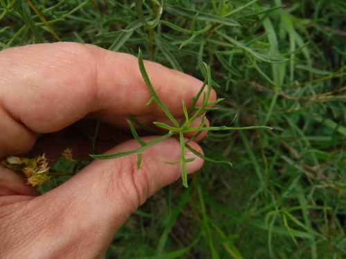 Image of Isocoma coronopifolia by (c) Eric Knight, some rights reserved (CC BY)