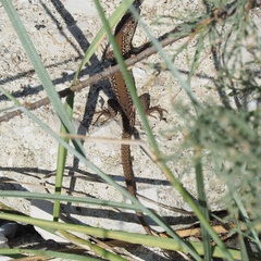 Podarcis ionicus