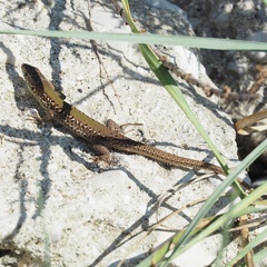 Podarcis ionicus