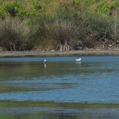 Chroicocephalus ridibundus