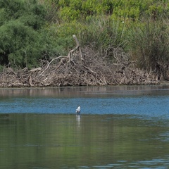 Chroicocephalus ridibundus