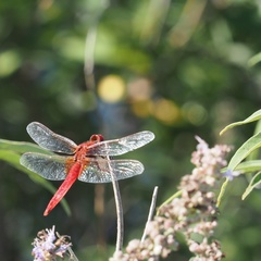 Crocothemis erythraea