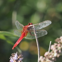 Crocothemis erythraea
