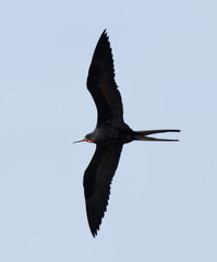 Fregata magnificens