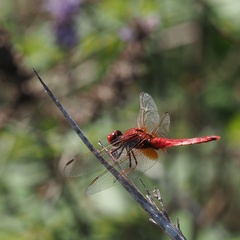 Crocothemis erythraea