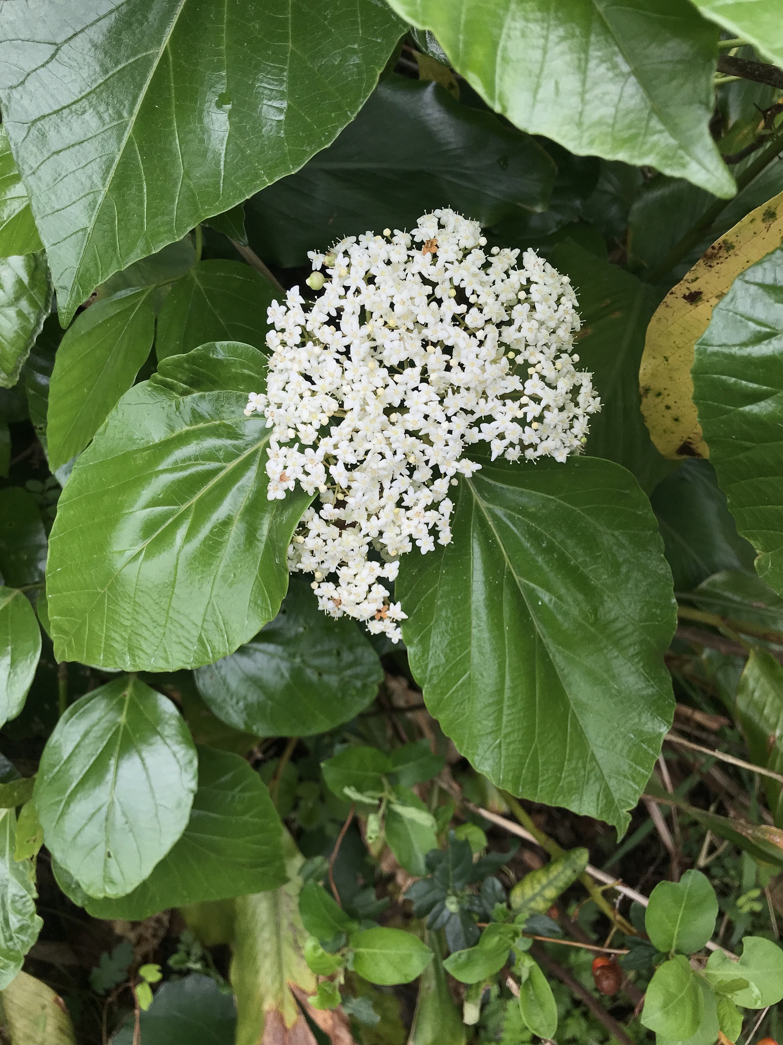 Viburnum japonicum (Thunb.) Spreng.