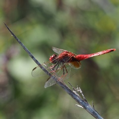Crocothemis erythraea