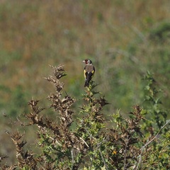 Carduelis carduelis