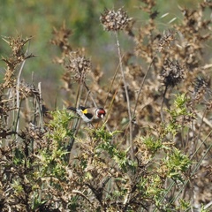 Carduelis carduelis