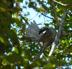 Philemon buceroides yorki