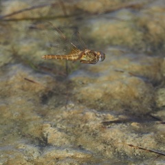 Crocothemis erythraea