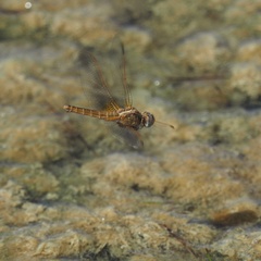 Crocothemis erythraea