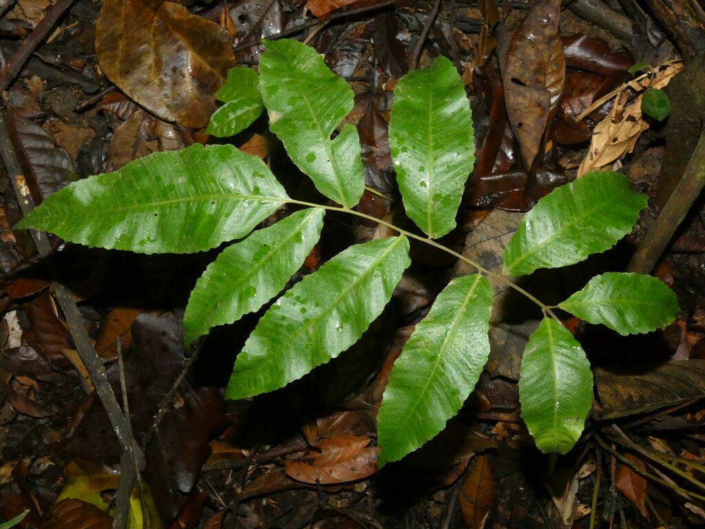 Goniopteris holodictya