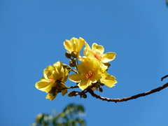Cochlospermum gillivraei