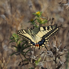 Papilio machaon