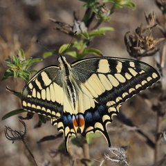 Papilio machaon