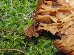 Glischrochilus hortensis