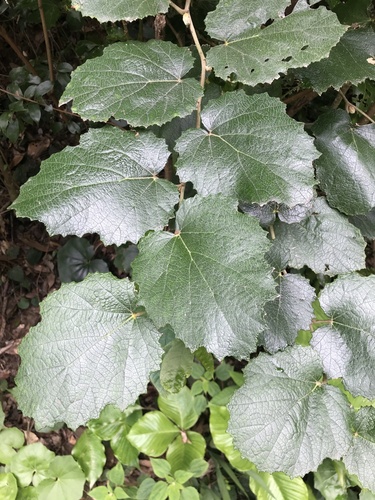 Image of Rubus sieboldii by no rights reserved