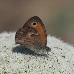 Coenonympha pamphilus