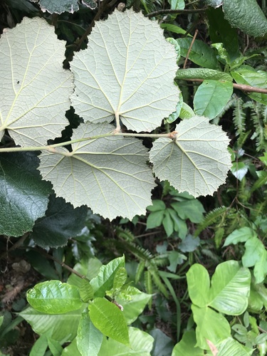 Image of Rubus sieboldii by no rights reserved