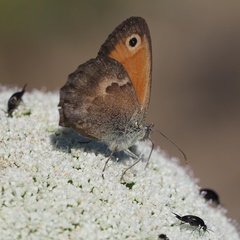 Coenonympha pamphilus