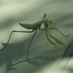 Mantis religiosa
