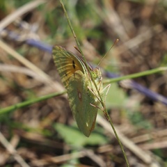 Colias croceus