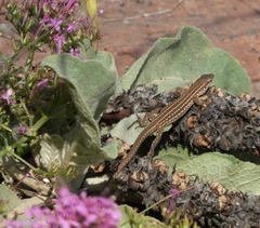 Podarcis siculus