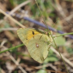 Colias croceus