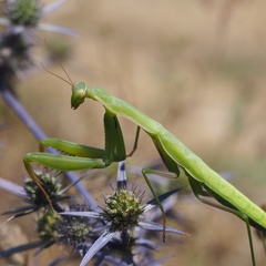 Mantis religiosa