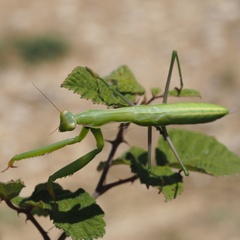 Mantis religiosa