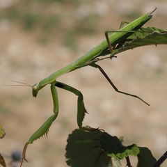Mantis religiosa