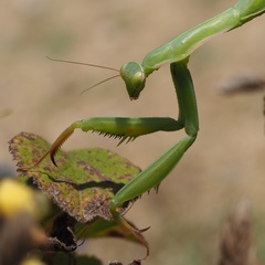 Mantis religiosa