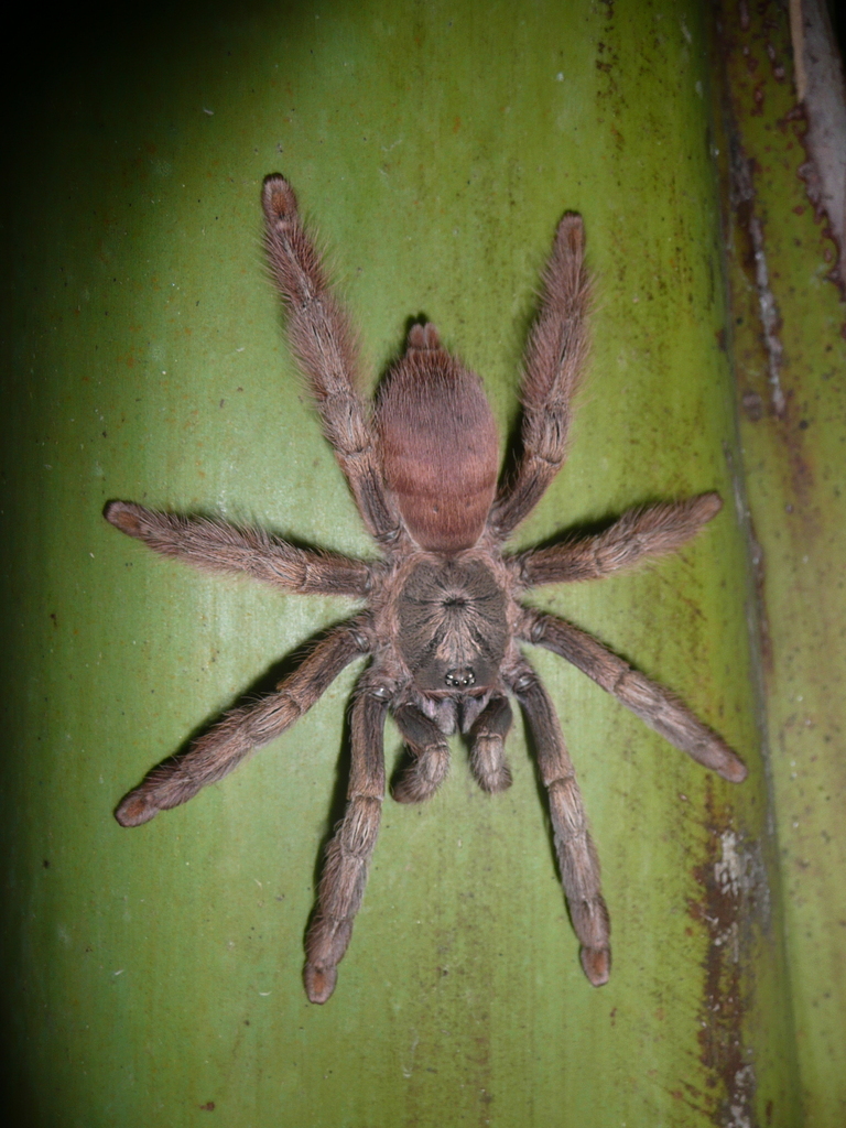 Psalmopoeine Tarantulas