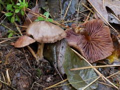 Mycena rutilantiformis