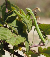 Mantis religiosa