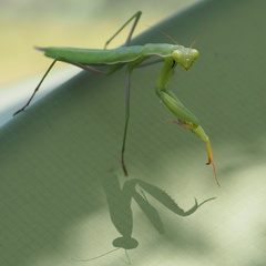 Mantis religiosa
