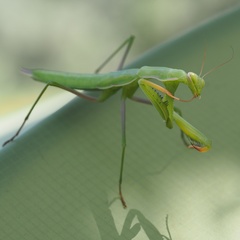 Mantis religiosa