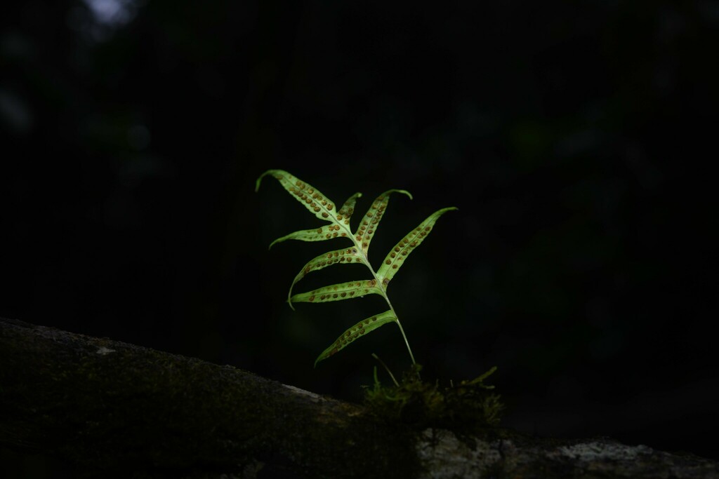Polypodium flagellare