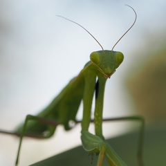 Mantis religiosa