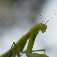 Mantis religiosa