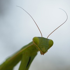 Mantis religiosa
