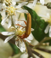 Stenoderus concolor