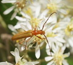 Stenoderus concolor