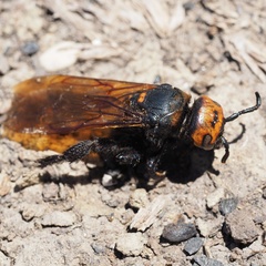 Megascolia maculata