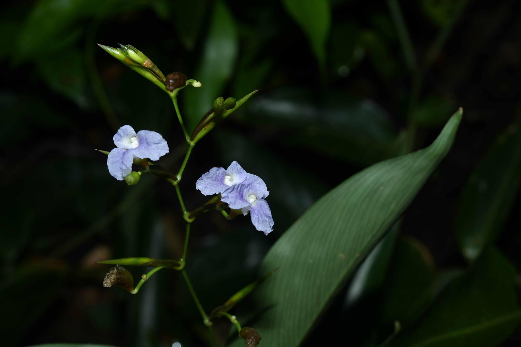 Stromanthe tonckat
